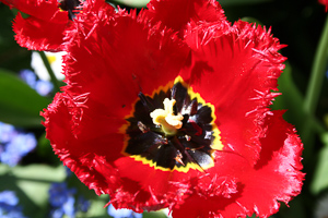 Fall flowers